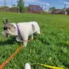 Additional photos: Siberian Husky Piebald