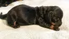 Photo №3. Standard shorthaired dachshund puppies. Germany