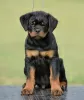 Additional photos: Rottweiler puppies, top litter