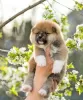 Photo №4. I will sell akita in the city of Minsk. from nursery, breeder - price - negotiated