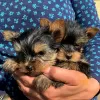 Photo №1. yorkshire terrier - for sale in the city of Tartu | negotiated | Announcement № 84675