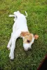 Additional photos: English pointer puppies.