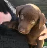 Photo №3. Labrador retriever puppies. Sweden