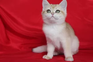 Photo №1. british shorthair - for sale in the city of Орехово-Зуево | negotiated | Announcement № 6027