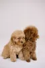 Photo №2 to announcement № 44608 for the sale of poodle (toy) - buy in Germany breeder