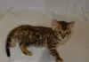 Photo №1. bengal cat - for sale in the city of Pelt | Is free | Announcement № 128216