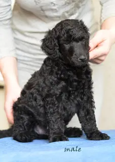 Additional photos: Great Poodle (white, black, silver)