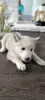 Photo №3. Siberian Husky puppies for sale. Russian Federation