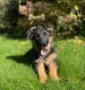 Additional photos: Beautiful German Shepherd puppies for Europe for sale!