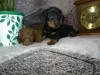 Photo №3. Dachshund puppies. Russian Federation