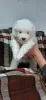 Additional photos: Samoyed puppies for sale