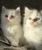 Additional photos: Turkish Angora x Ragdoll Mix Kittens.