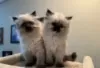 Photo №1. himalayan cat - for sale in the city of Эспоо | Is free | Announcement № 130715