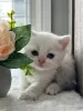 Photo №1. british shorthair - for sale in the city of Гриндельвальд | negotiated | Announcement № 129208