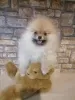 Additional photos: Pomeranian - beautiful puppies