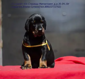 Additional photos: Dobermans-puppies, kennel & quot; from Magnitnaya Stanitsa & quot;