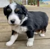 Photo №2 to announcement № 124966 for the sale of australian shepherd - buy in Estonia private announcement