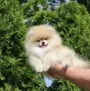 Photo №2 to announcement № 16867 for the sale of pomeranian - buy in Belarus private announcement, from nursery, breeder