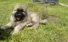 Photo №4. I will sell caucasian shepherd dog in the city of Nikolaev. private announcement, breeder - price - 500$