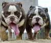 Additional photos: English bulldog