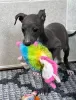 Photo №2 to announcement № 127288 for the sale of italian greyhound - buy in Germany 