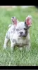 Photo №4. I will sell french bulldog in the city of Stari Banovci. breeder - price - negotiated