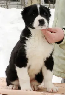 Additional photos: Central asian shepherd dog