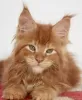 Photo №3. Maine coon. Germany