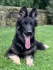 Photo №1. german shepherd - for sale in the city of Oświęcim | negotiated | Announcement № 68531