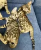 Photo №2 to announcement № 113454 for the sale of bengal cat - buy in United States breeder