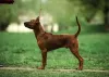 Photo №3. Thai Ridgeback Puppies. Ukraine