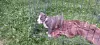 Additional photos: American Staffordshire Terrier puppies