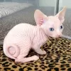 Photo №2 to announcement № 89021 for the sale of sphynx-katze - buy in Canada breeder