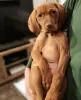 Photo №4. I will sell vizsla in the city of Dusseldorf.  - price - 423$