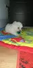 Photo №2 to announcement № 98599 for the sale of maltese dog - buy in Sweden private announcement