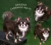 Additional photos: Long-haired Chihuahua puppies FCI