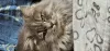 Photo №1. british longhair - for sale in the city of Herentals | negotiated | Announcement № 128132