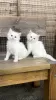 Photo №1. turkish angora - for sale in the city of Brussels | 264$ | Announcement № 116710