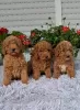 Photo №1. poodle (toy) - for sale in the city of Zrenjanin | negotiated | Announcement № 106967