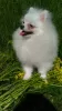 Photo №4. I will sell pomeranian in the city of Единцы. private announcement - price - negotiated