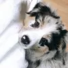 Photo №1. australian shepherd - for sale in the city of Zagreb | 275$ | Announcement № 80687