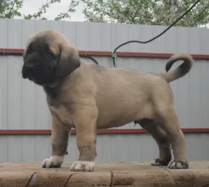 Photo №1. anatolian shepherd - for sale in the city of Москва | 705$ | Announcement № 2447