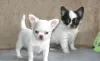 Photo №1. chihuahua - for sale in the city of Sliven | Is free | Announcement № 83773