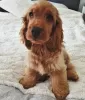 Photo №2 to announcement № 78800 for the sale of english cocker spaniel - buy in Hungary private announcement