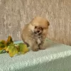 Photo №1. pomeranian - for sale in the city of Dammam | Is free | Announcement № 125454