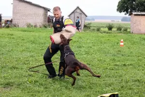 Additional photos: Doberman puppies