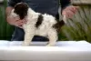 Additional photos: Lagotto Romagnolo, male puppies