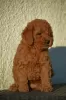 Photo №4. I will sell poodle (royal) in the city of Mladenovac. breeder - price - negotiated