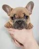 Photo №2 to announcement № 99436 for the sale of french bulldog - buy in United States breeder