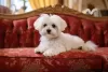 Photo №1. maltese dog - for sale in the city of Airlie Beach | Is free | Announcement № 108700